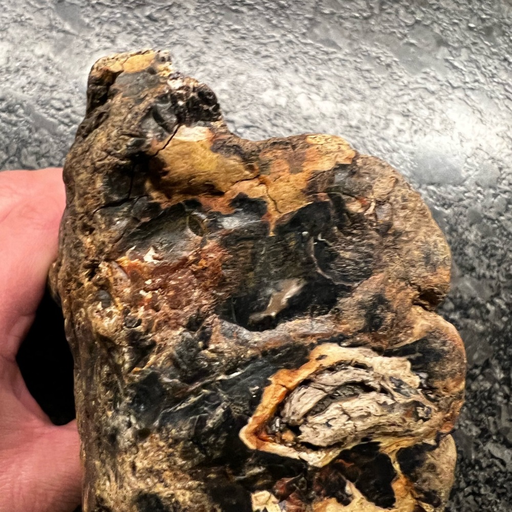 6” Petrified Wood Chunk Raw log Natural Specimen Washington collector rock stone